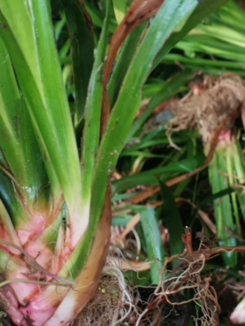 石菖蒲种苗野生石菖蒲苗成活率高苗圃直发货源充足批发