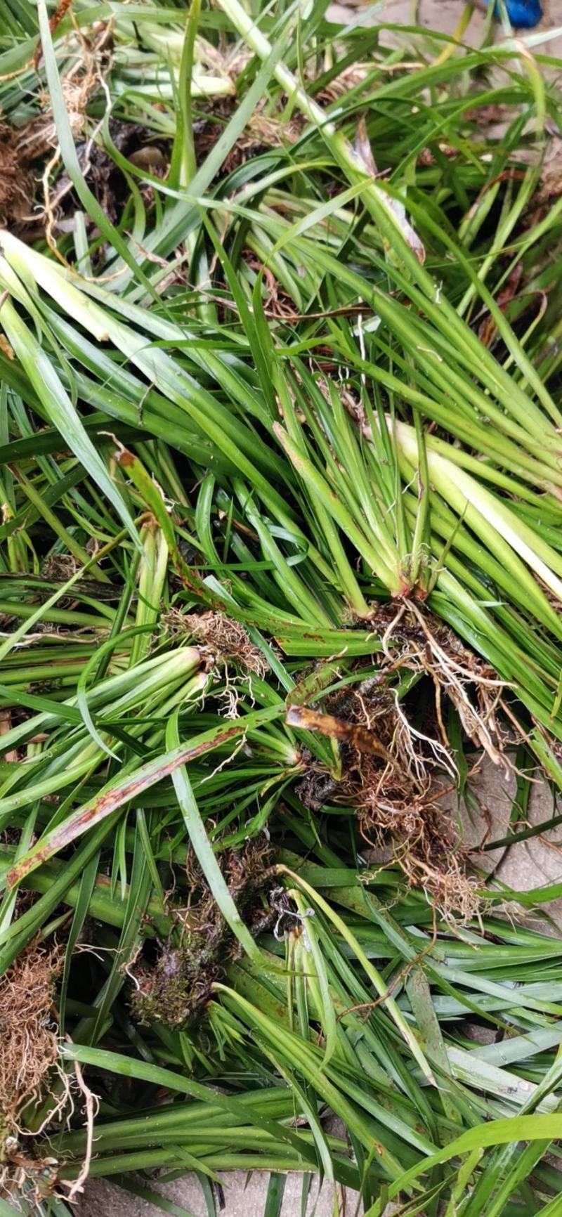石菖蒲种苗野生石菖蒲苗成活率高苗圃直发货源充足批发