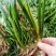 石菖蒲种苗野生石菖蒲苗成活率高苗圃直发货源充足批发