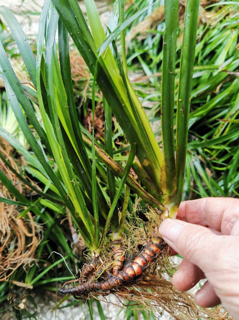 石菖蒲种苗野生石菖蒲苗成活率高苗圃直发货源充足批发