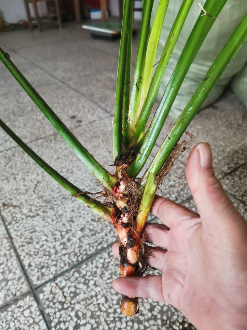 石菖蒲种苗野生石菖蒲苗成活率高苗圃直发货源充足批发
