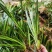 石菖蒲种苗野生石菖蒲苗成活率高苗圃直发货源充足批发