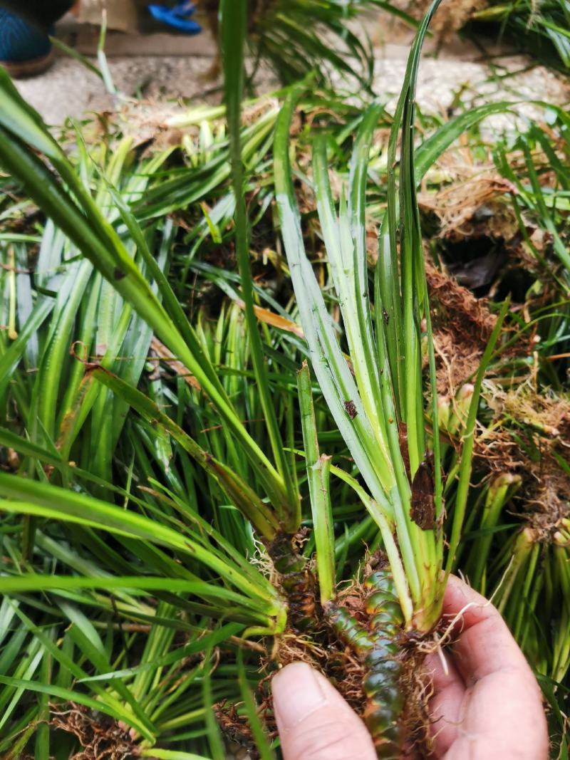 石菖蒲种苗野生石菖蒲苗成活率高苗圃直发货源充足批发