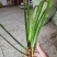 石菖蒲种苗野生石菖蒲苗成活率高苗圃直发货源充足批发