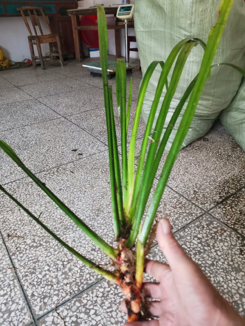 石菖蒲种苗野生石菖蒲苗成活率高苗圃直发货源充足批发