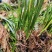 石菖蒲种苗野生石菖蒲苗成活率高苗圃直发货源充足批发