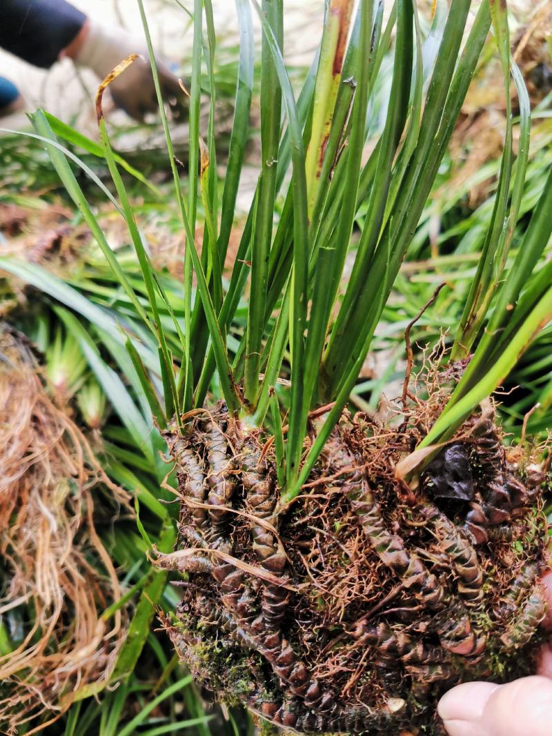 石菖蒲种苗野生石菖蒲苗成活率高苗圃直发货源充足批发