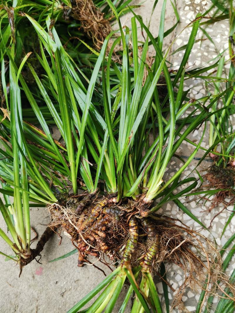 石菖蒲种苗野生石菖蒲苗成活率高苗圃直发货源充足批发