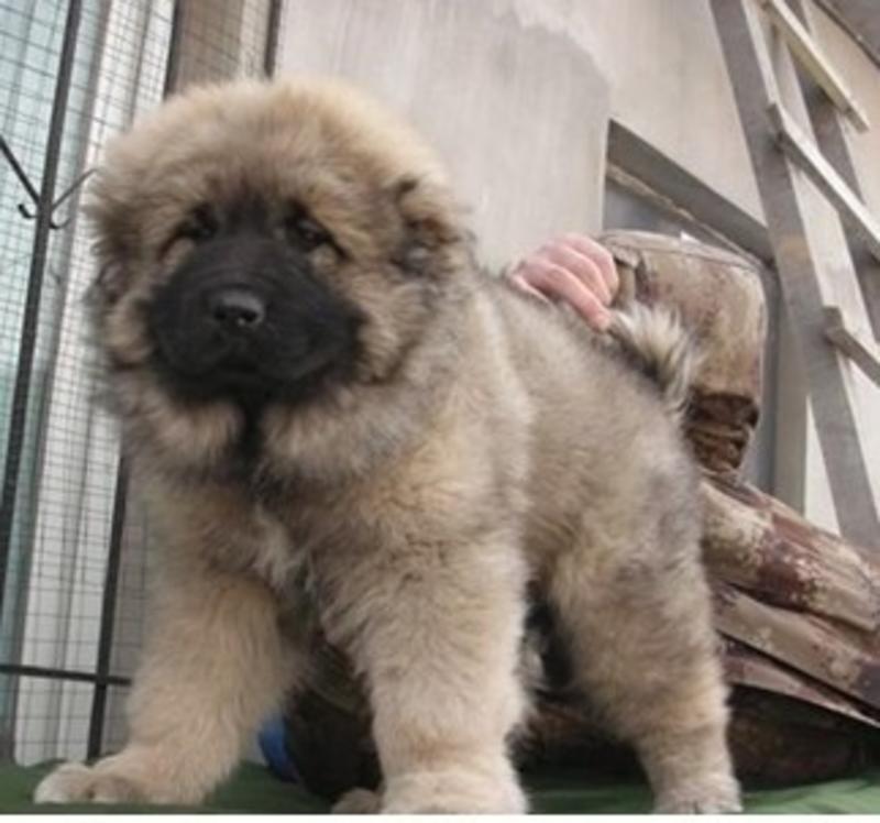高加索犬高加索幼犬。高加索犬体重60~100公斤高加索犬
