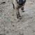 高加索犬高加索幼犬。高加索犬体重60~100公斤高加索犬