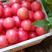 硬粉西红柿，产地直销，质量好，价格便宜。暖棚新货上市啦。