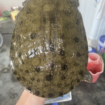 外塘冷水池精品黑花黄花青花甲鱼老鳖团鱼脚鱼鱼靓品质高