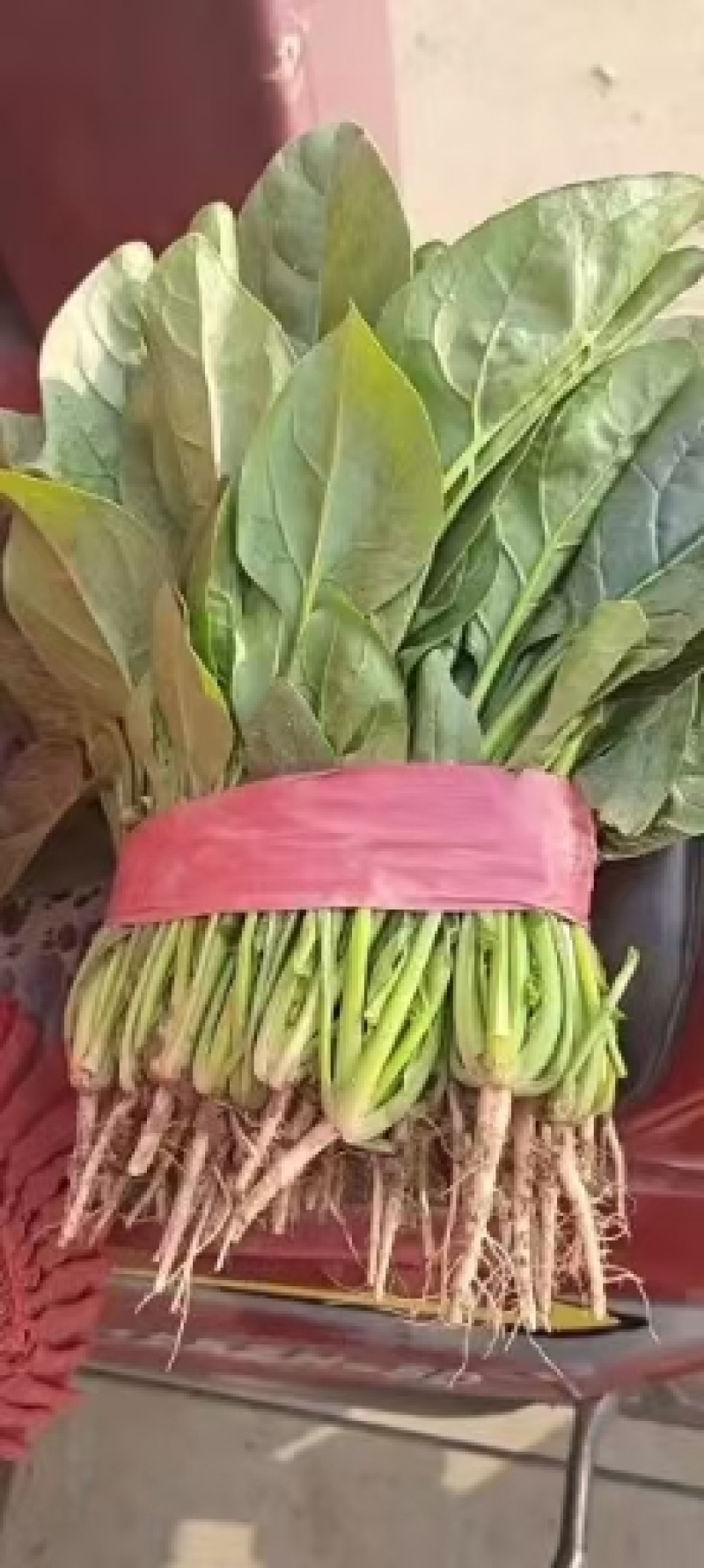 邯郸精品菠菜，质量有保证，本人代办多年以诚信迎接客户