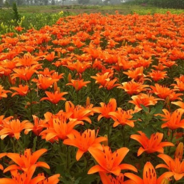百合球，绿化做花海观赏百合，耐寒百合，基地货源充足