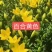百合球，绿化做花海观赏百合，耐寒百合，基地货源充足
