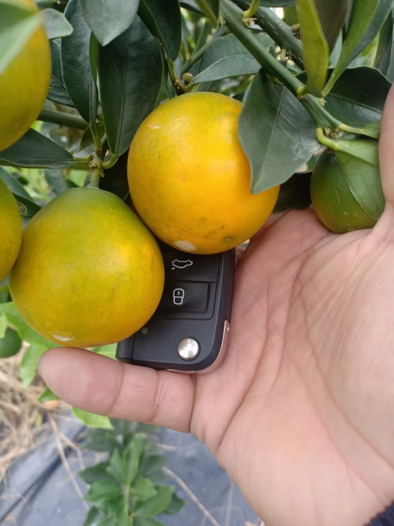 本苗场大量供应脆密金柑苗，脆密果子大个，口感又甜，不酸。