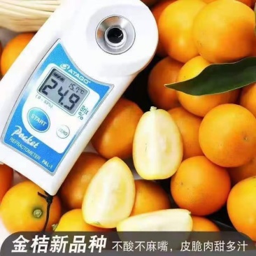本苗场大量供应脆密金柑苗，脆密果子大个，口感又甜，不酸。