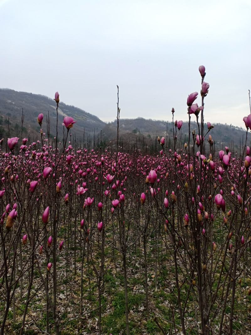 红玉兰，适合庭院栽植，苗圃定植，行道树