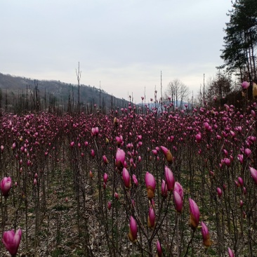 红玉兰，适合庭院栽植，苗圃定植，行道树