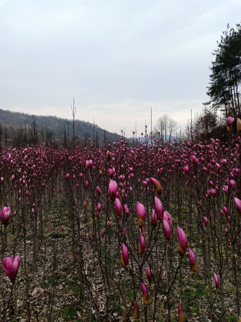 红玉兰，适合庭院栽植，苗圃定植，行道树