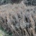 紫花杜鹃桩（溪畔杜鹃）百年古桩，2年熟苗