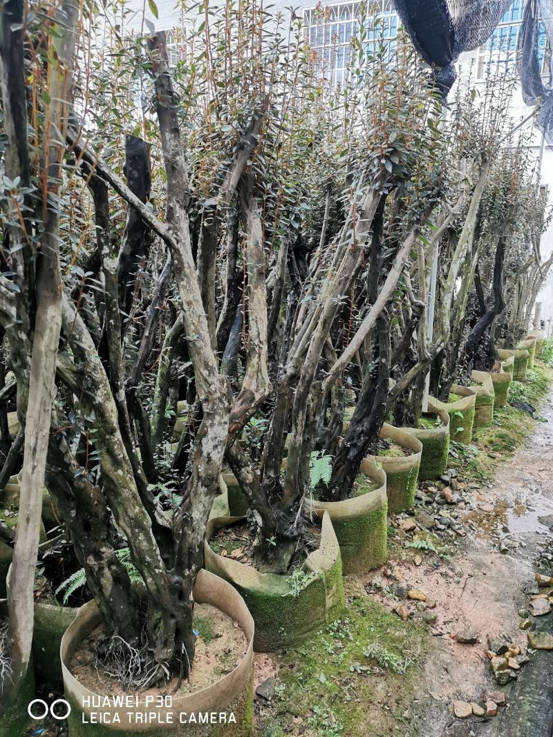 紫花杜鹃桩（溪畔杜鹃）百年古桩，2年熟苗
