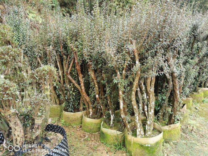 紫花杜鹃桩（溪畔杜鹃）百年古桩，2年熟苗