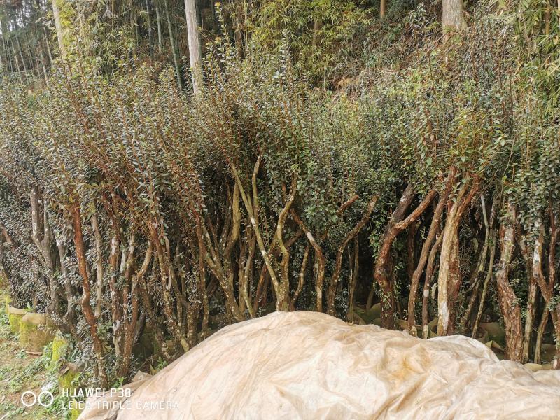 紫花杜鹃桩（溪畔杜鹃）百年古桩，2年熟苗