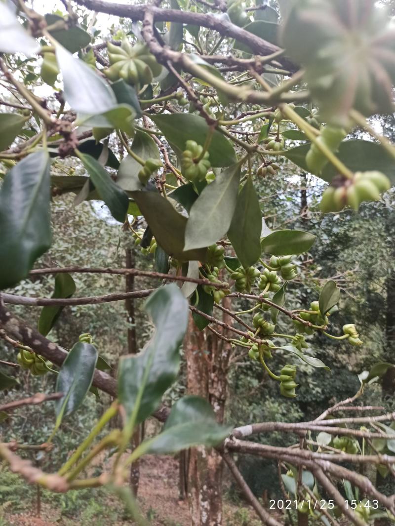 八角树苗嫁接苗食用八角树苗广西八角包正宗广西发货