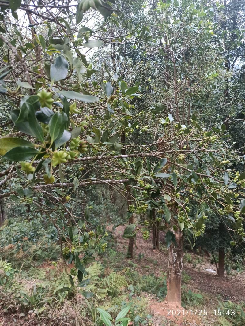 八角树苗嫁接苗食用八角树苗广西八角包正宗广西发货