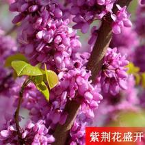 紫荆花树种子紫荆种子满条红苏芳花紫株巨紫荆种子