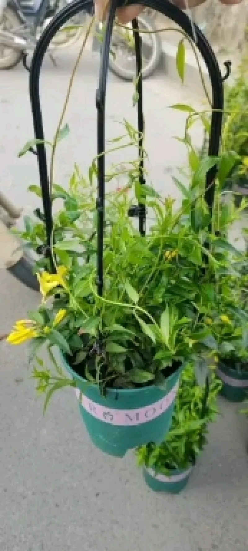 法国香水，永福产地供应，一手货源品质保证，价格优！！