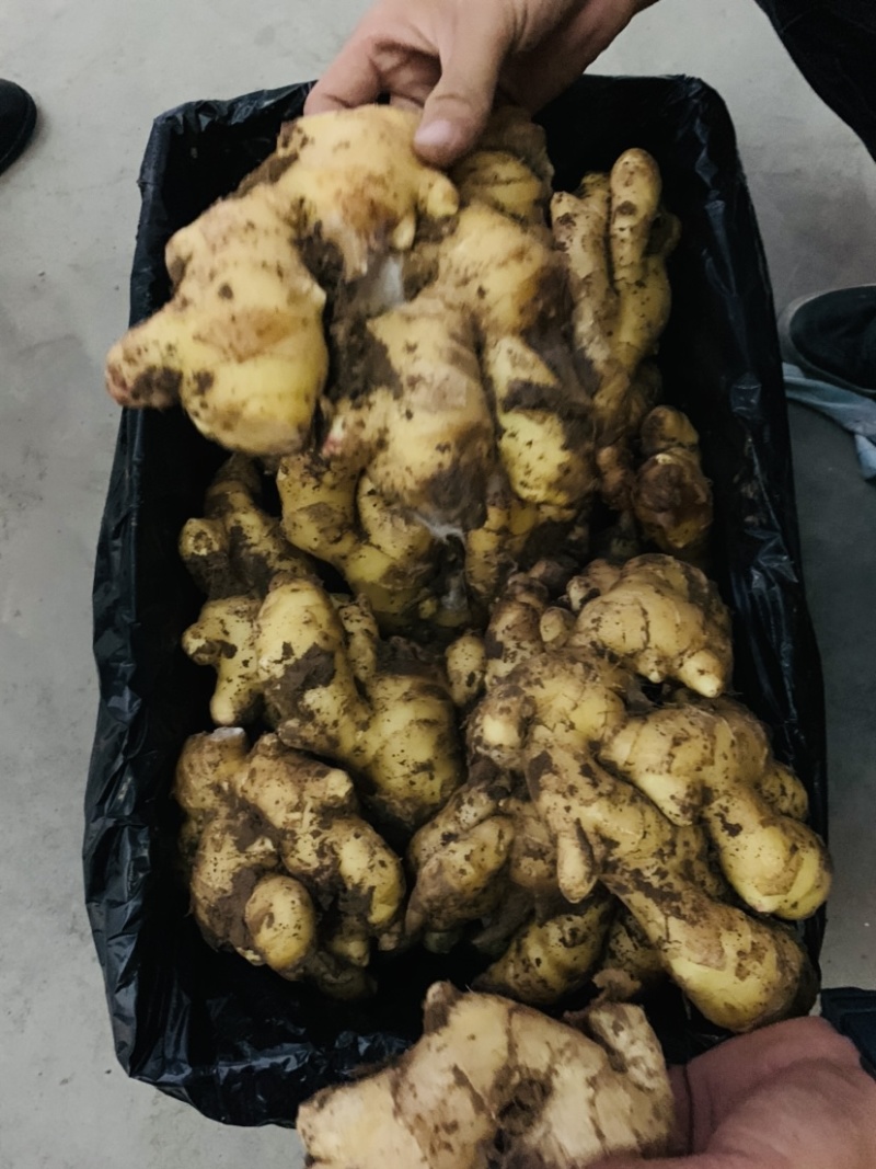 大量供应腌渍姜，盐渍姜，脱水姜，保鲜姜，生姜，仔姜，嫩姜