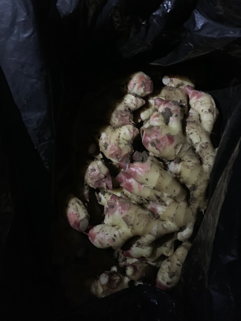 大量供应腌渍姜，盐渍姜，脱水姜，保鲜姜，生姜，仔姜，嫩姜