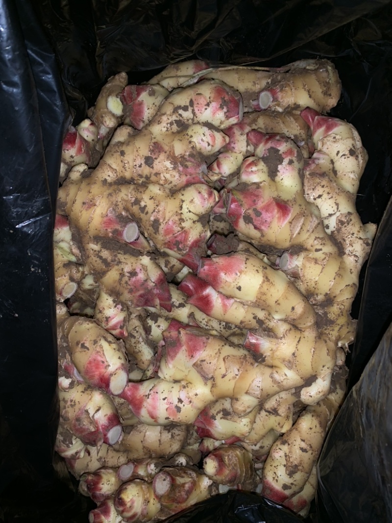 大量供应腌渍姜，盐渍姜，脱水姜，保鲜姜，生姜，仔姜，嫩姜