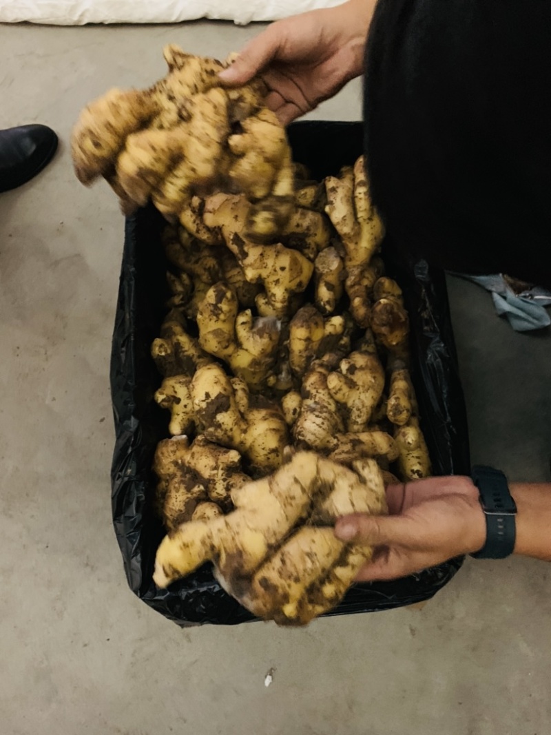 大量供应腌渍姜，盐渍姜，脱水姜，保鲜姜，生姜，仔姜，嫩姜