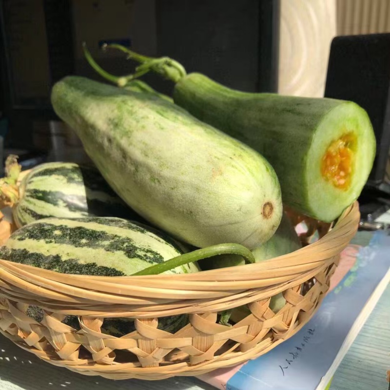 羊角蜜甜瓜苗山东寿光大量有货产地直供全国发苗