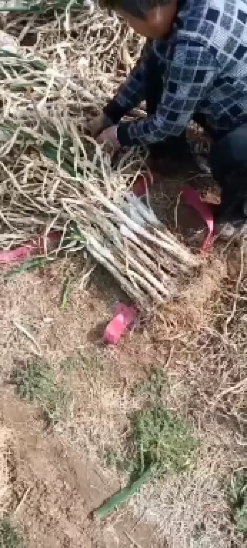 长白大葱，大葱。欢迎各位老板前来选购。质量好，价格不高，