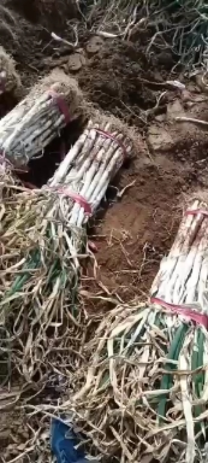 长白大葱，大葱。欢迎各位老板前来选购。质量好，价格不高，