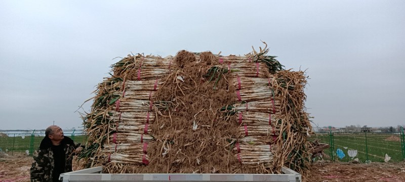 长白大葱，大葱。欢迎各位老板前来选购。质量好，价格不高，