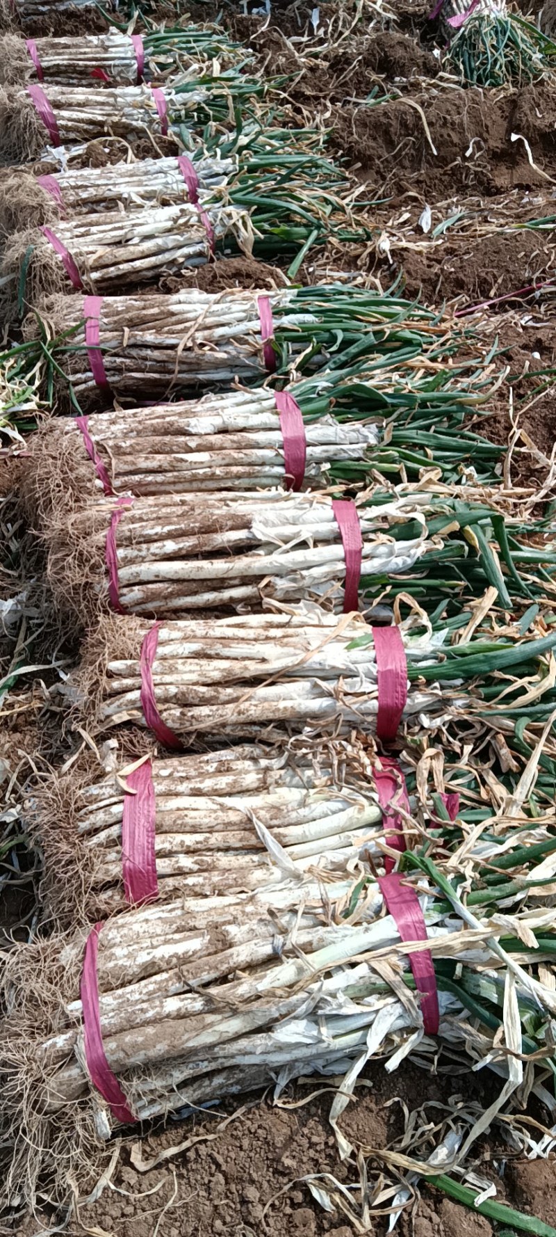 长白大葱，大葱。欢迎各位老板前来选购。质量好，价格不高，