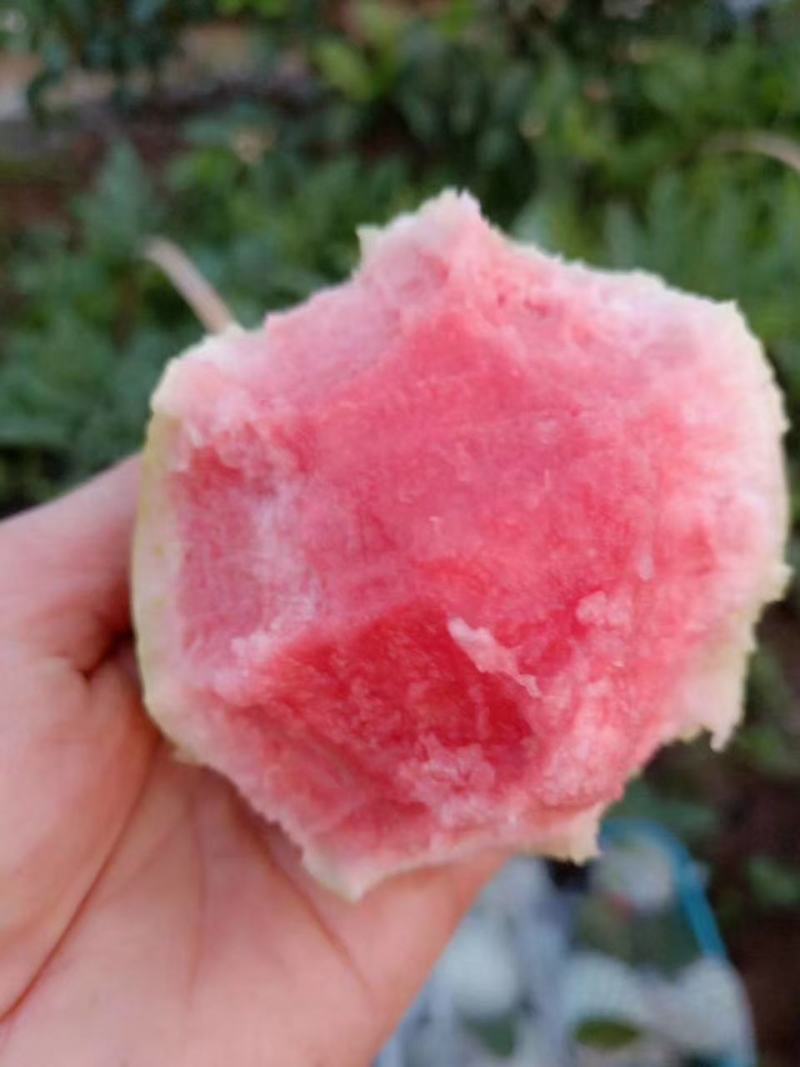 番石榴苗宝石番石榴苗，正品嫁接红宝石芭乐