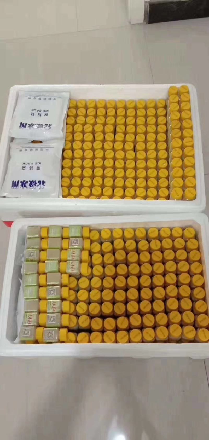 熊猫牌，天丰牌猕猴桃专用花粉等