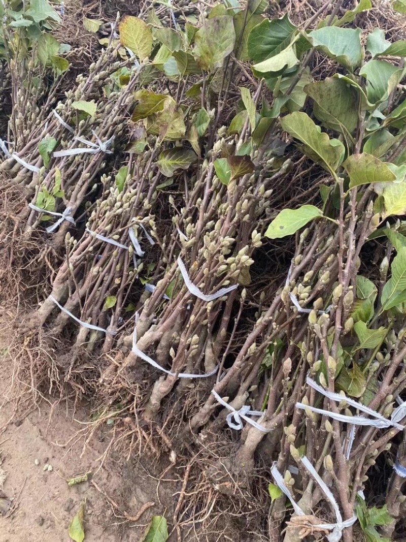 新品种如意玉兰苗大量出售