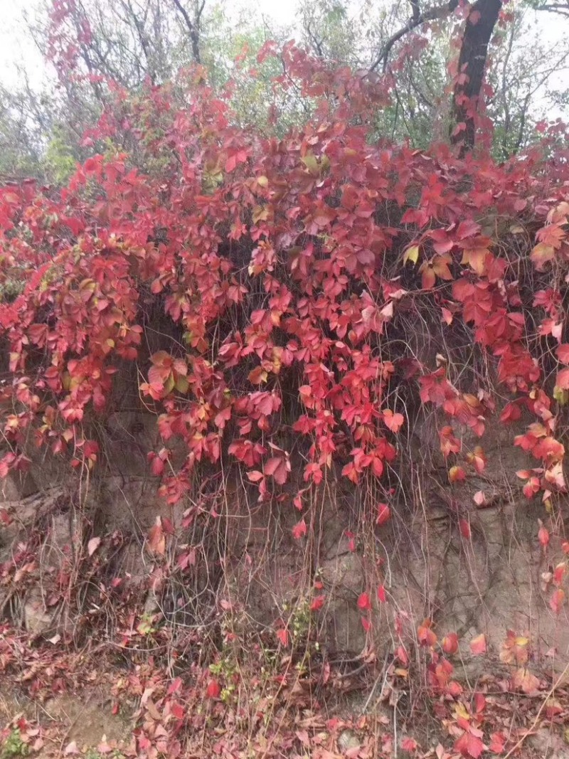 护坡爬墙植物爬山虎大量出售