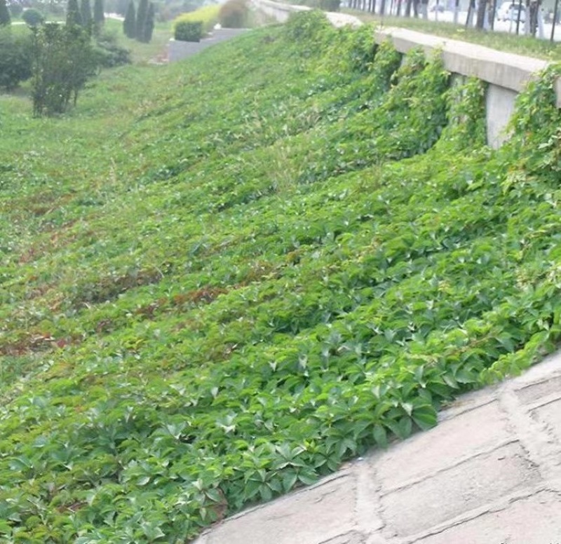 护坡爬墙植物爬山虎大量出售