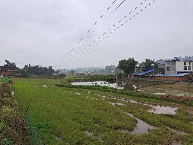 700亩水田出租，交通方便