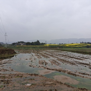 700亩水田出租，交通方便