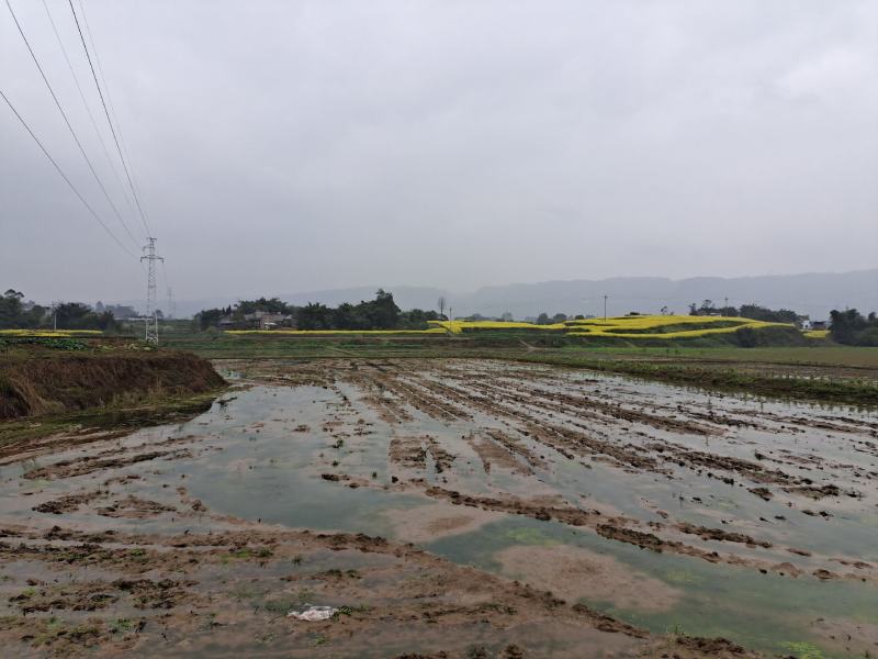 700亩水田出租，交通方便