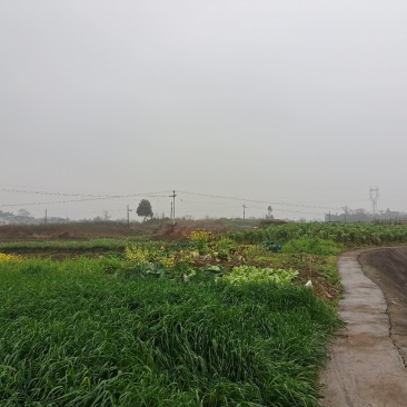 土地出租，交通方便水源好